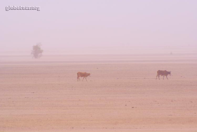 Mauritania, bacas en tormenta de arena