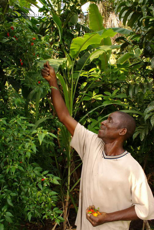 Congo, Leketi, Dany the gardener