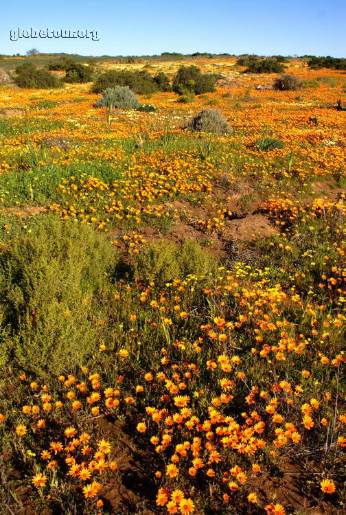 South Africa, near Springbok