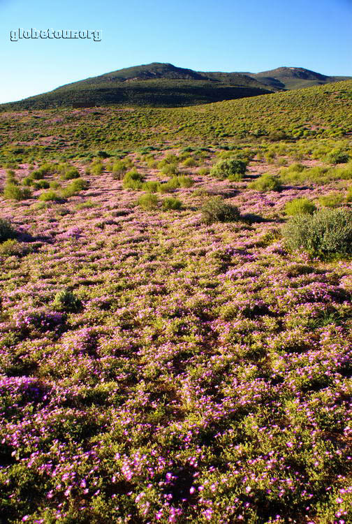 South Africa, near Springbok