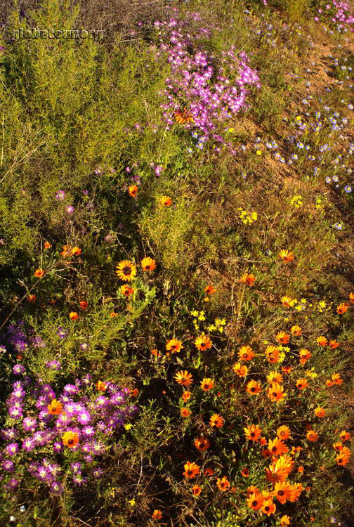 South Africa, near Springbok