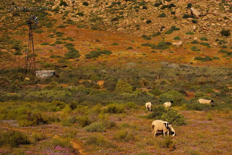 South Africa, near Springbok