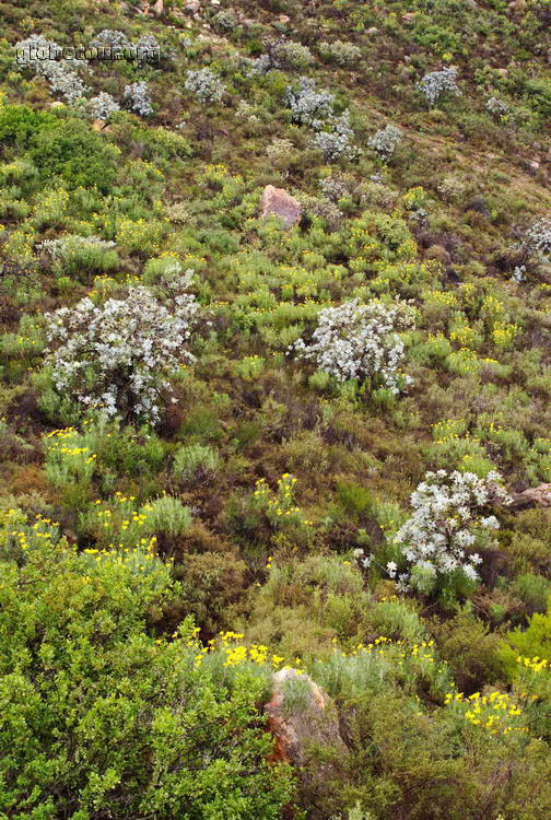 South Africa, Cederberg Mountains