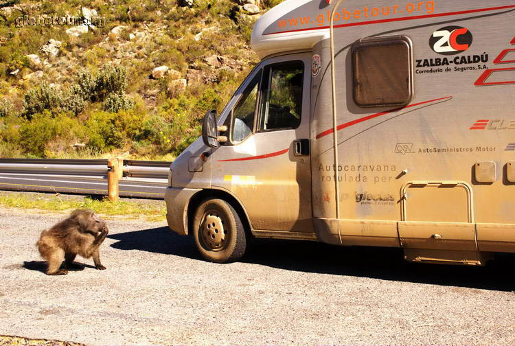 South Africa, Baboons in Mitchell's Pass, near Ceres