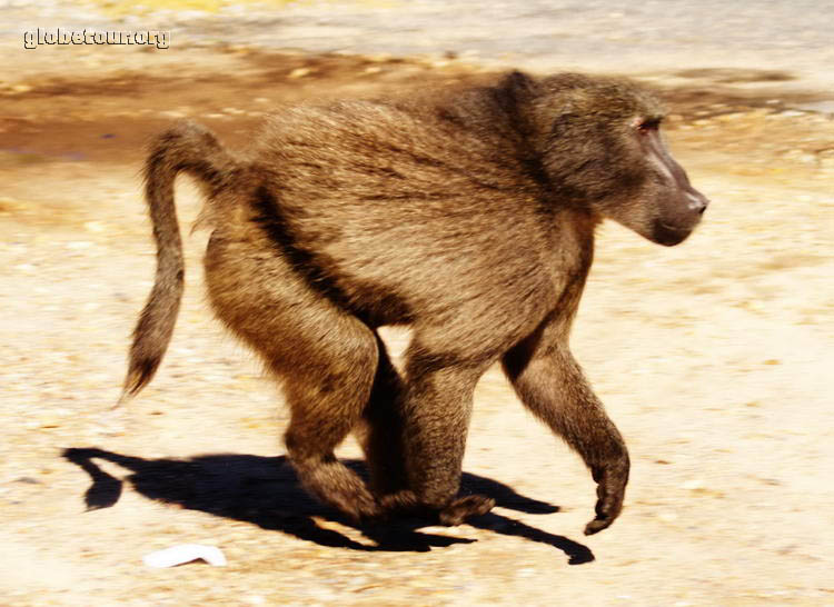 South Africa, Baboons in Mitchell's Pass, near Ceres