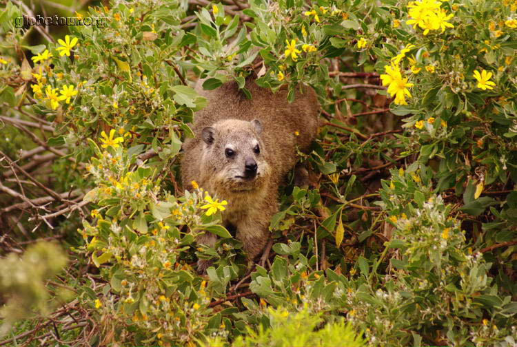 South Africa, Cape Town, Rock Dassie in Hermanus