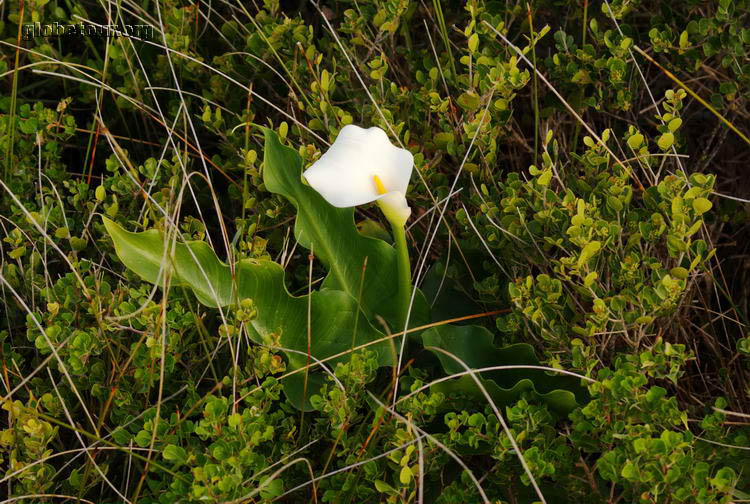 South Africa, Cape Town, Flower in Hermanus