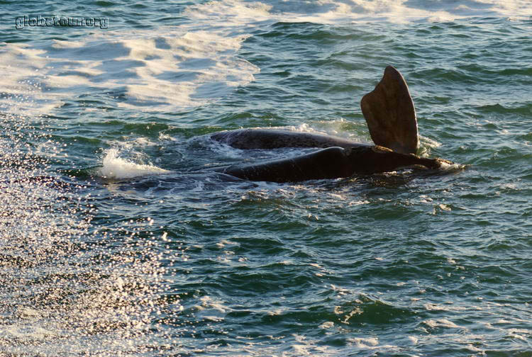 South Africa, Cape Town, Whale near Hermanus