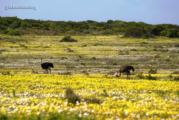 South Africa, West Coast National Park, ostriches