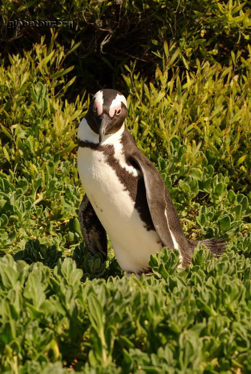 South Africa, Simon's Town, Pinguin