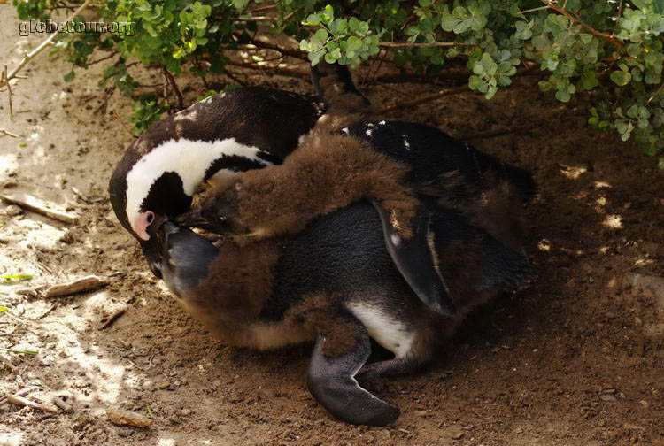 South Africa, Simon's Town, babies Pinguins fighting for food