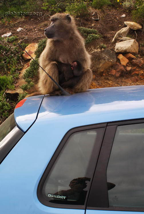 South Africa, Babon in Cape of Good Hope