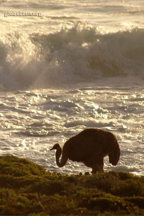 South Africa, Ostrich in Cape of Good Hope