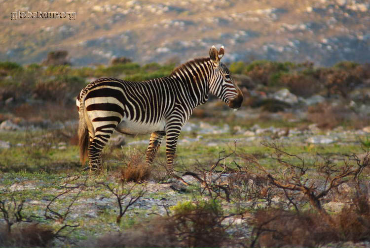 South Africa, Zebra in Cape of Good Hope