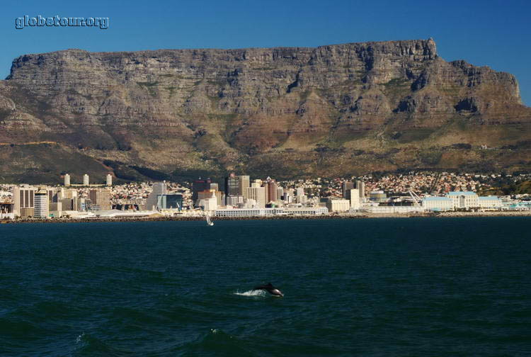 South Africa, Cape Town, dolphin in front of Table Mountain