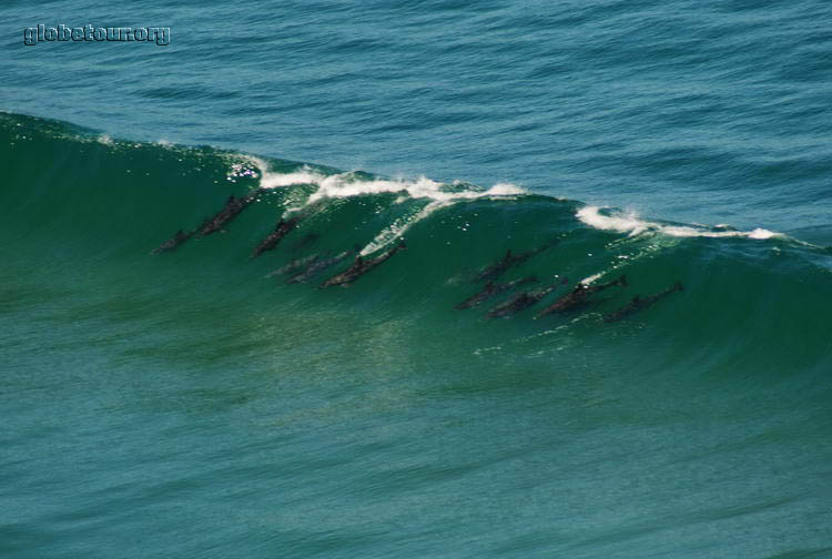 South Africa, dolphins near George