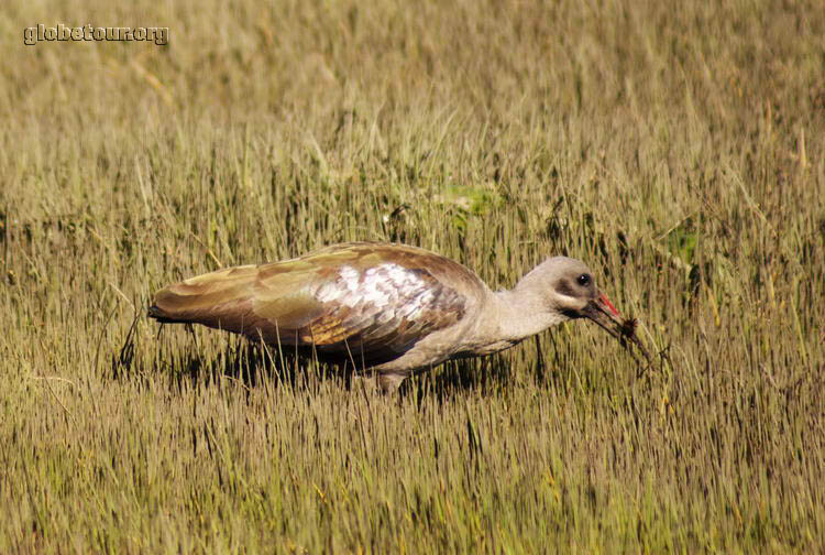 South Africa, bird in  Knysna