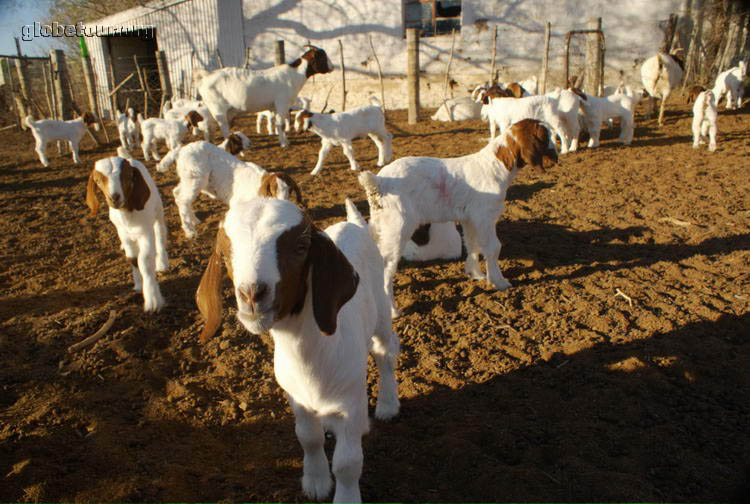 South Africa, farm in Graaff-Reinet