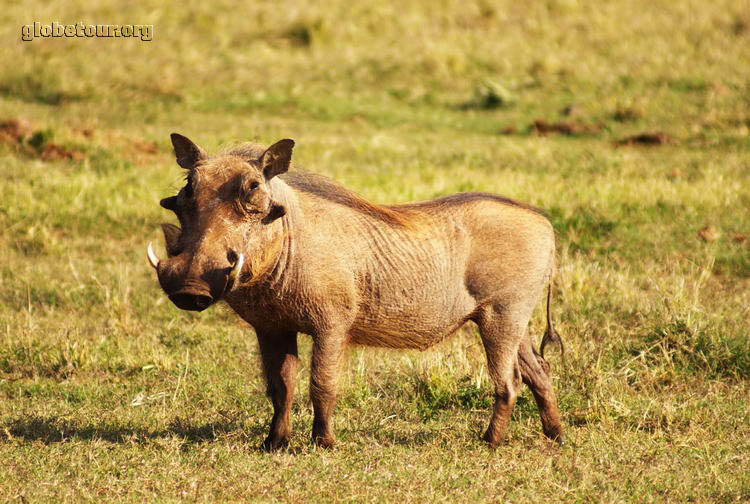 South Africa, Addo Elephant National Park, warthog