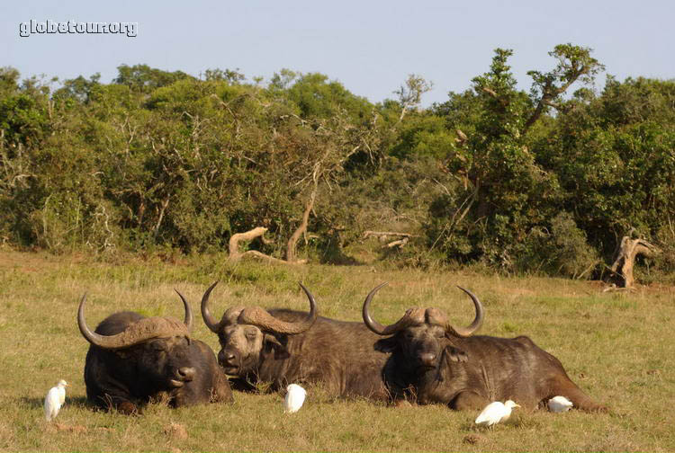 South Africa, Addo Elephant National Park, buffalo