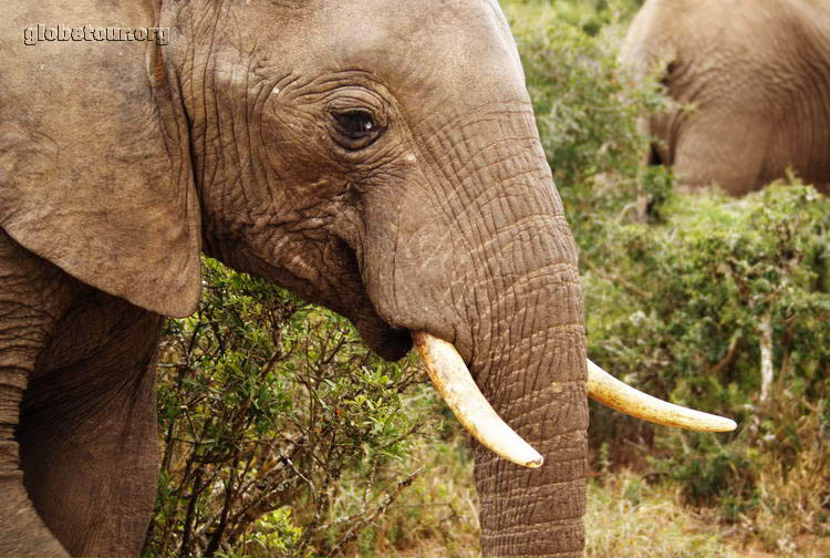 South Africa, Addo Elephant National Park, Elephant