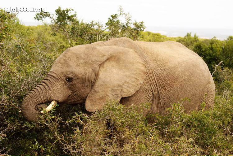 South Africa, Addo Elephant National Park, Elephant