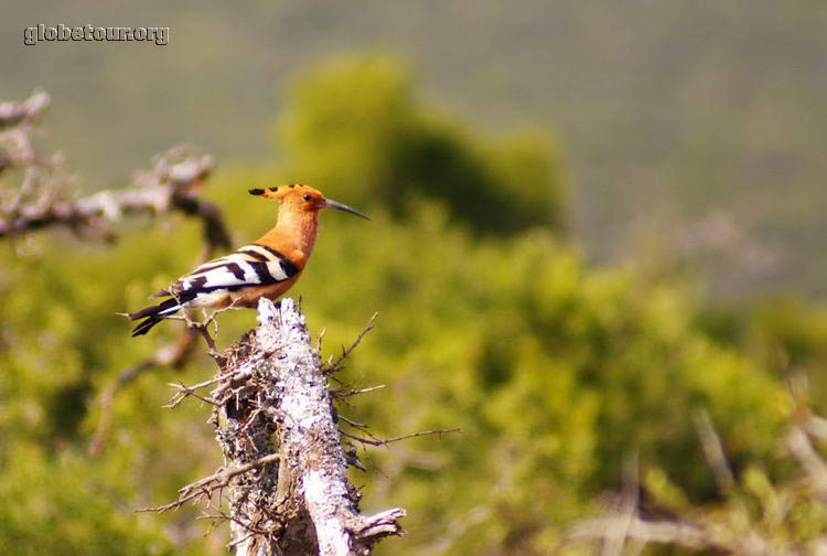 South Africa, Addo Elephant National Park, bird