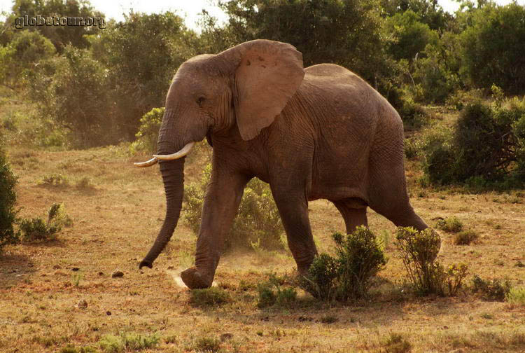 South Africa, Addo Elephant National Park, Elephant