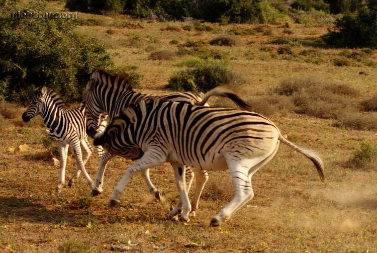 South Africa, Addo Elephant National Park, zebras fighting