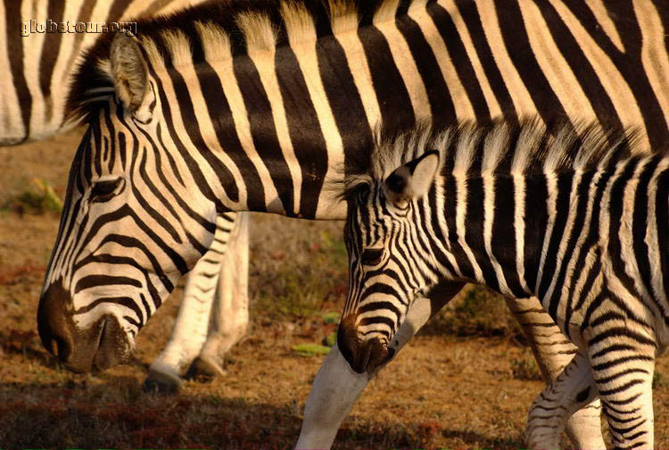 South Africa, Addo Elephant National Park, zebras