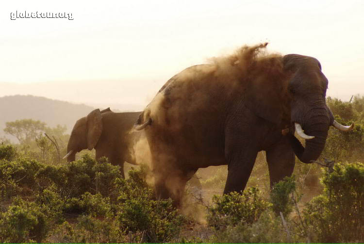 South Africa, Addo Elephant National Park, Elephant