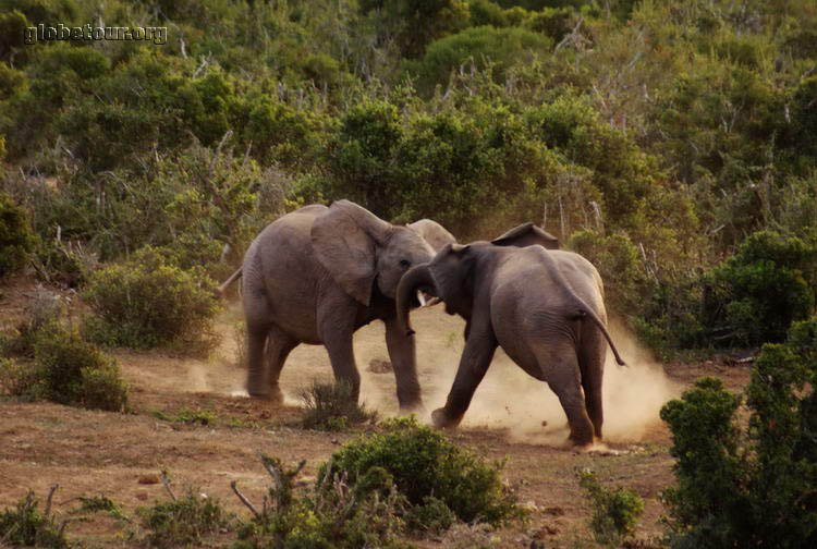 South Africa, Addo Elephant National Park, Elephants fighting