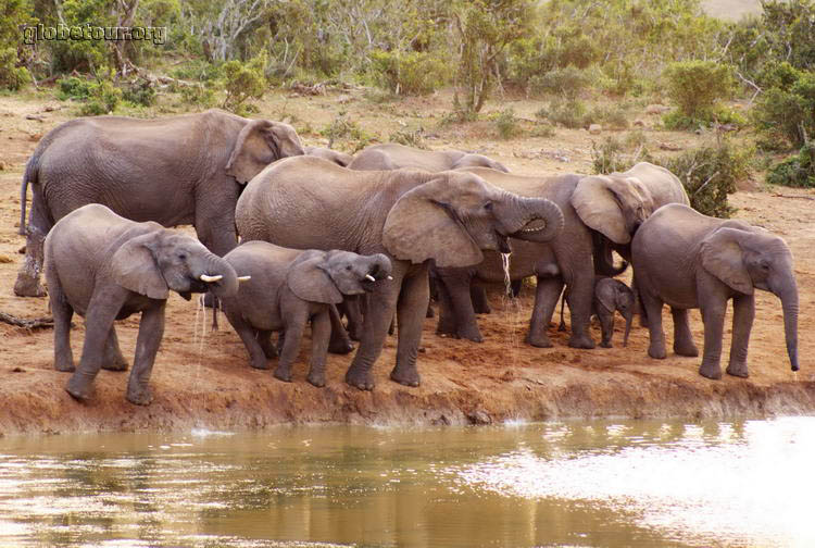 South Africa, Addo Elephant National Park, Elephants