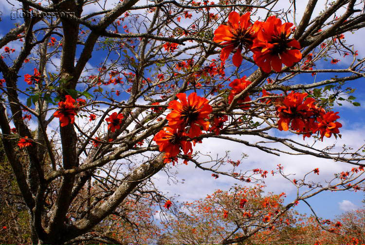 South Africa, Bathurst