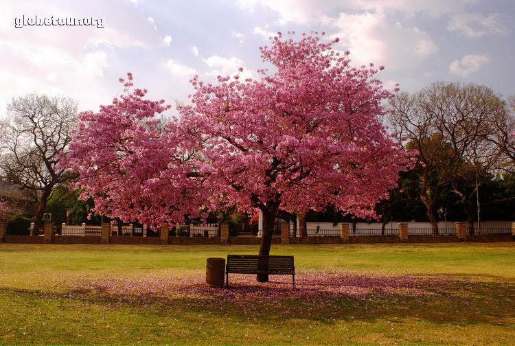 South Africa, Pretoria, Springbok park