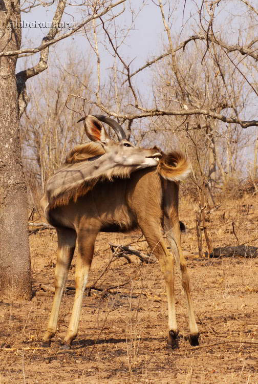 South Africa, Kruger National Park, impala