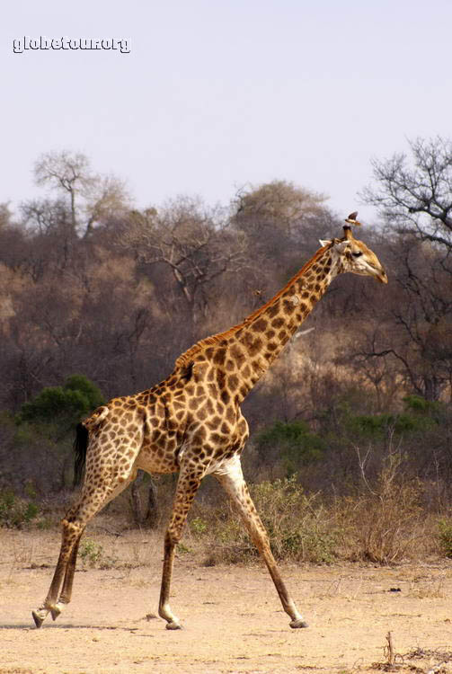 South Africa, Kruger National Park, giraffe