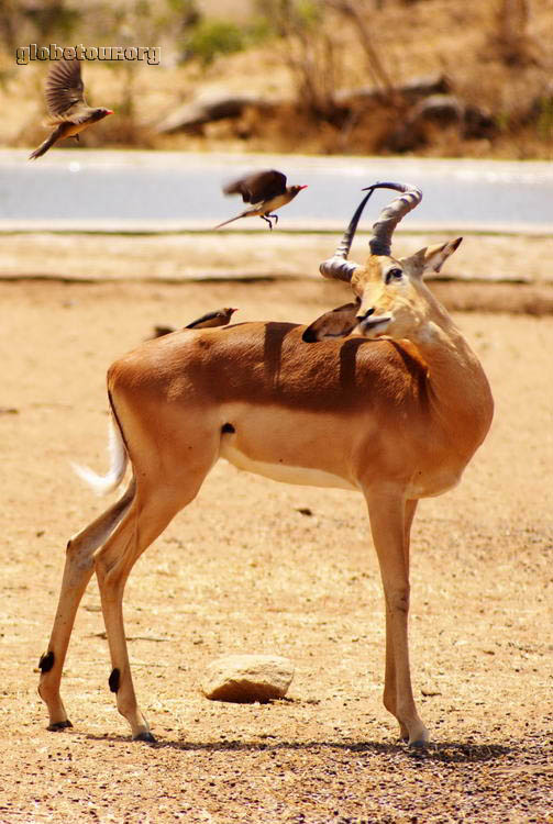 South Africa, Kruger National Park, impala