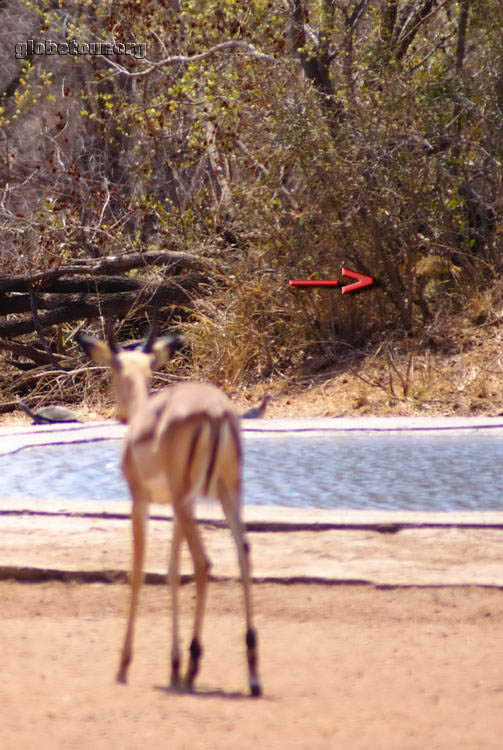 South Africa, Kruger National Park,  impala in front of lion