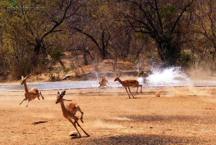 South Africa, Kruger National Park, lion going to kill impala