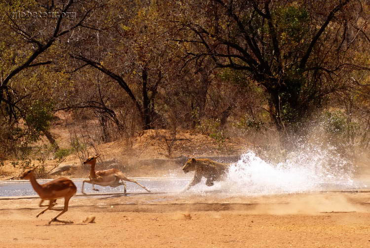 South Africa, Kruger National Park, lion going to