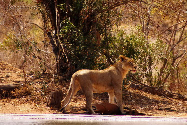 South Africa, Kruger National Park, lion and killed impala