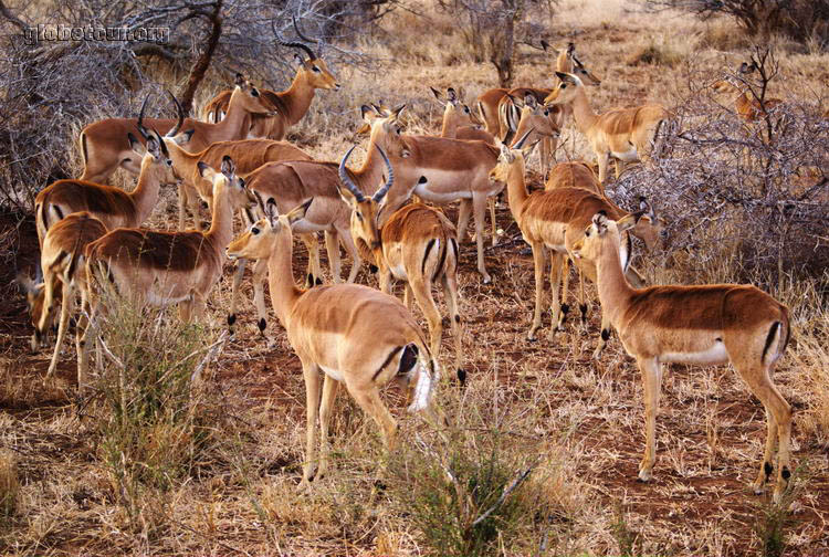 South Africa, Kruger National Park, impalas