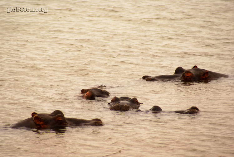 South Africa, Kruger National Park, hipos