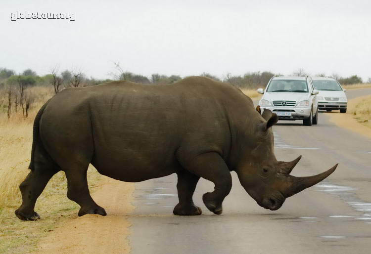 South Africa, Kruger National Park, rino