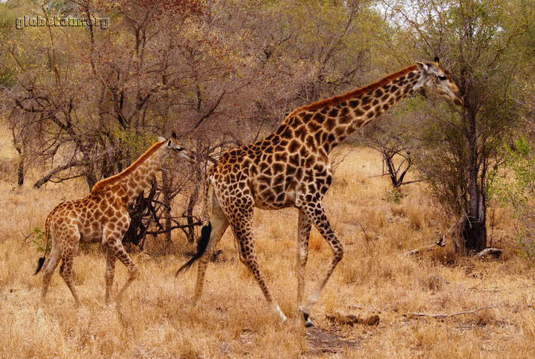 South Africa, Kruger National Park, giraffe