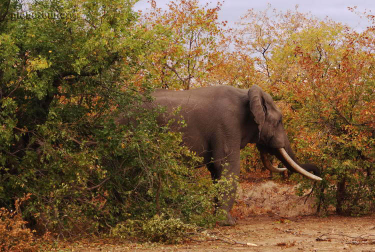 South Africa, Kruger National Park, elephan