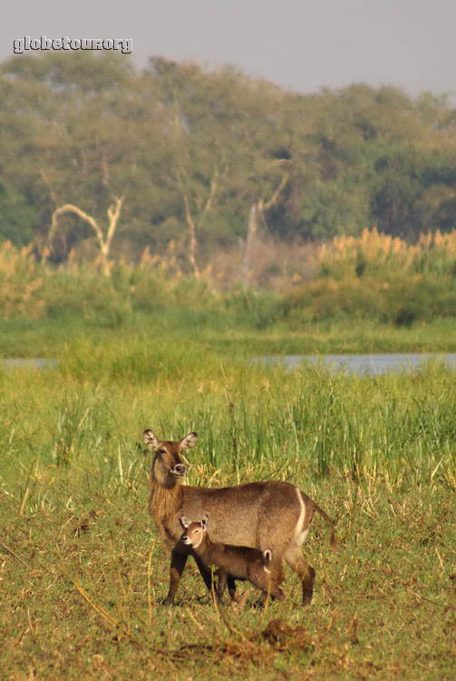 Malawi, Parc Natural de Liwonde