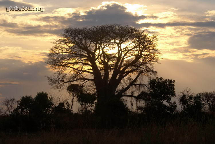 Malawi, baobab