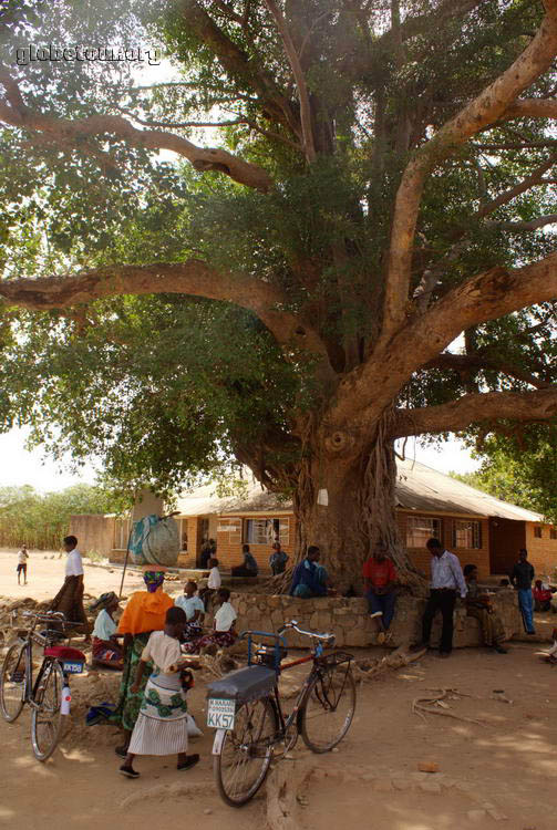 Malawi, Nkhotakota Livignstone tree